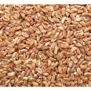 Farro Grain 1kg bag