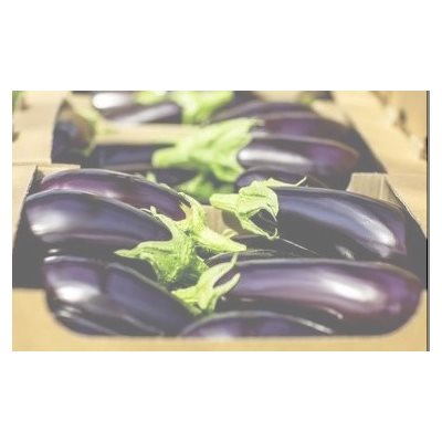 Eggplant 18 / 24ct