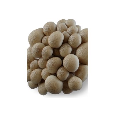 Shimeji Mushrooms Organic Brown 3.5oz